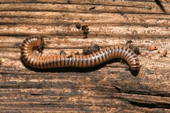 Cylindroiulus boleti