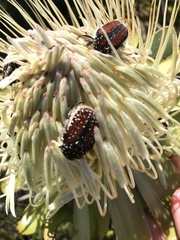 Trichostetha capensis capensis