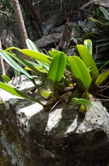 Bulbophyllum longiflorum