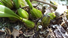 Bulbophyllum longiflorum
