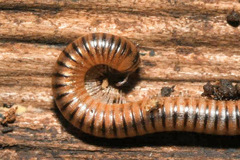 Cylindroiulus boleti