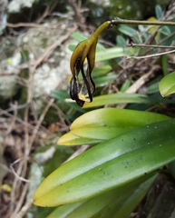 Bulbophyllum longiflorum