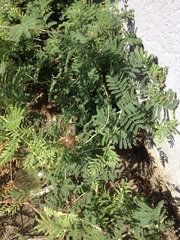 Vachellia farnesiana