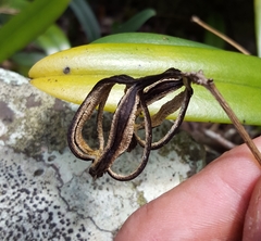 Bulbophyllum longiflorum