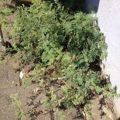 Vachellia farnesiana