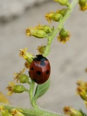 Coccinella septempunctata