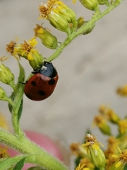 Coccinella septempunctata