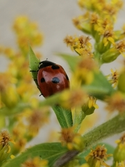 Coccinella septempunctata