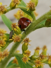 Coccinella septempunctata