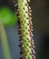 Peperomia tetraphylla image