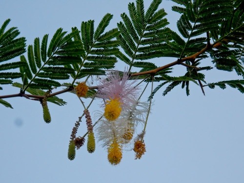 Dichrostachys spicata