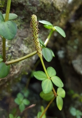 Peperomia tetraphylla image