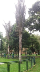 Ceroxylon quindiuense