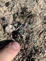 Astragalus gilviflorus