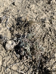 Astragalus gilviflorus