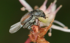 Urodontinae