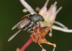 Urodontinae