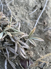 Astragalus gilviflorus