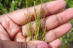 Elegia microcarpa