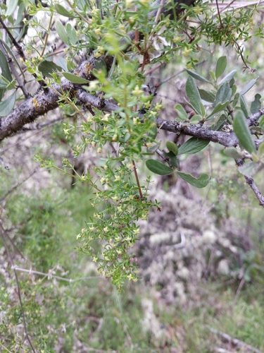 Image of Galium bolanderi by no rights reserved
