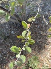 Cercocarpus traskiae