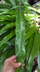 Microsorum punctatum