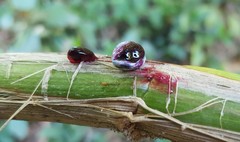 Phytolacca thyrsiflora