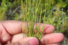 Elegia microcarpa
