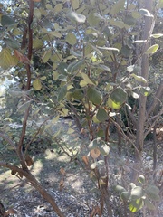 Cercocarpus traskiae