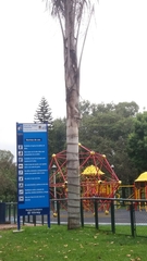 Ceroxylon quindiuense