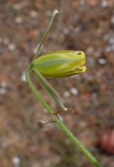 Albuca viscosa