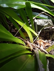 Microsorum punctatum