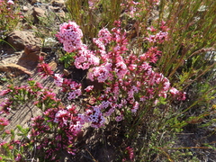 Erica walkeria