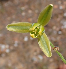 Albuca viscosa