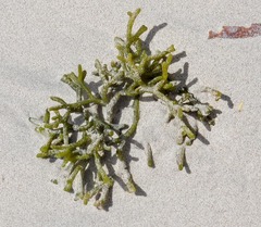 Codium repens