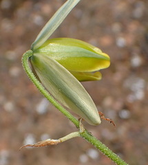 Albuca viscosa