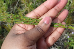 Elegia microcarpa
