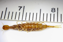 Coptotomus