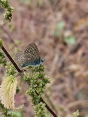 Polyommatus icarus