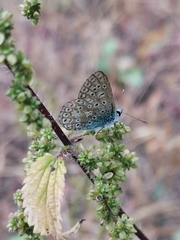 Polyommatus icarus