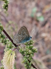 Polyommatus icarus