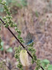 Polyommatus icarus