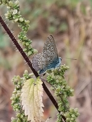 Polyommatus icarus