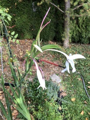 Gladiolus murielae