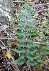 Asplenium polyodon