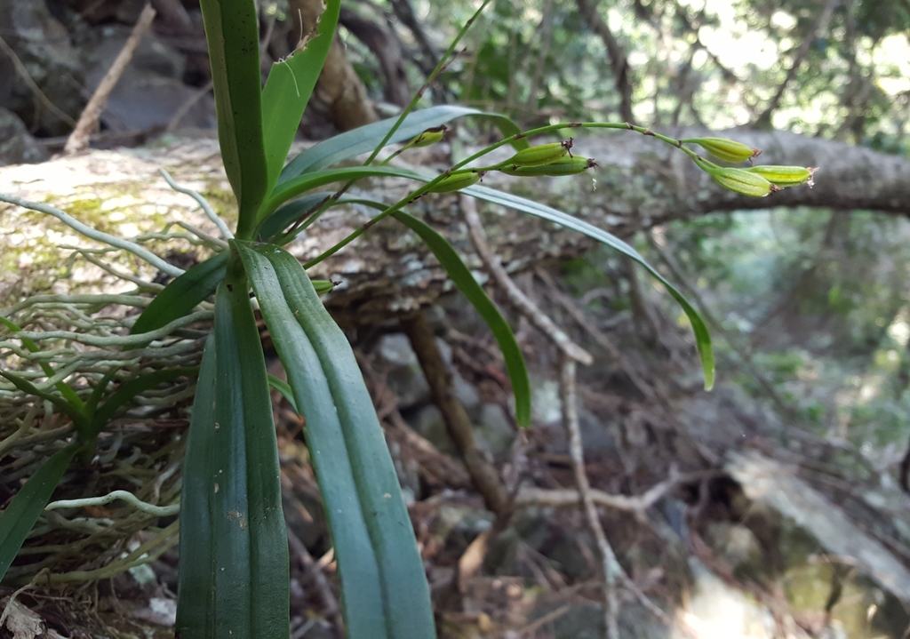 Angraecum patens Frapp. ex Cordem. 3