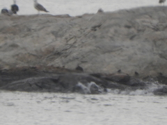 Calidris maritima