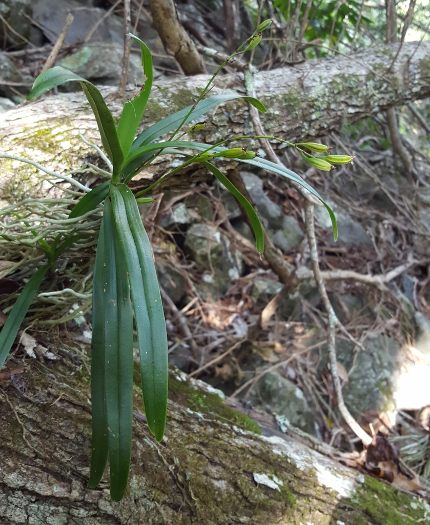 Angraecum patens Frapp. ex Cordem. 4