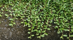 Alysicarpus monilifer