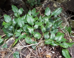 Magnoliopsida
